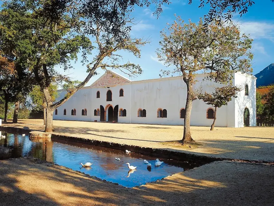 Constantia vineyards under the mountain