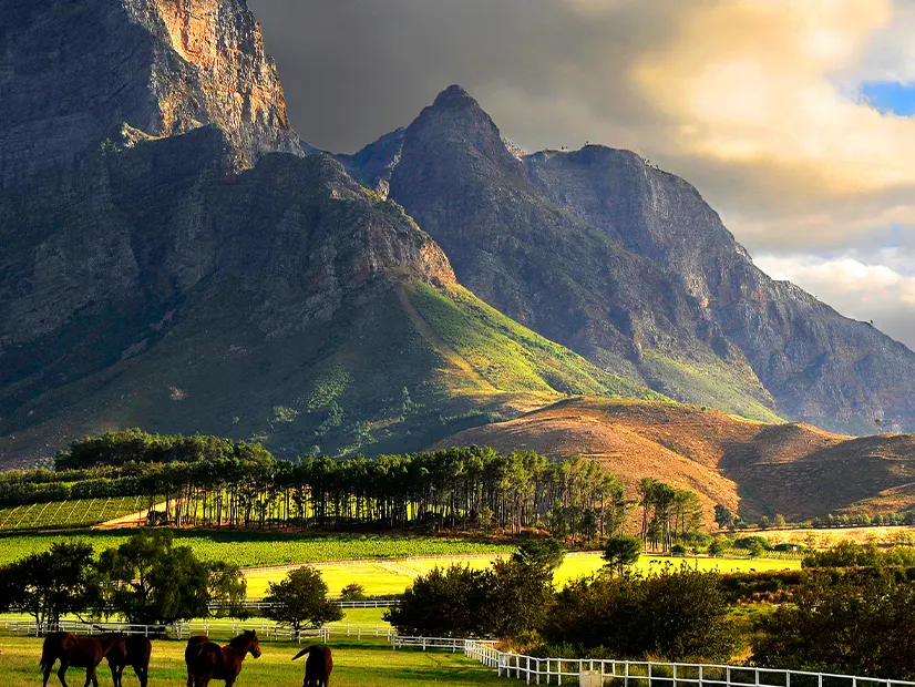 Horses in the Franschhoek valley