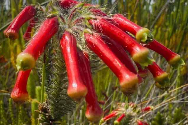 A protea in flower, close up