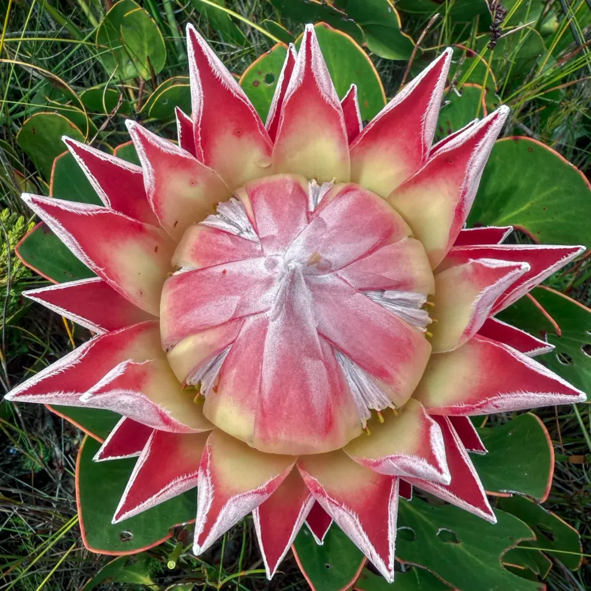 Fynbos on Table Mountain: ericas, proteas and restios