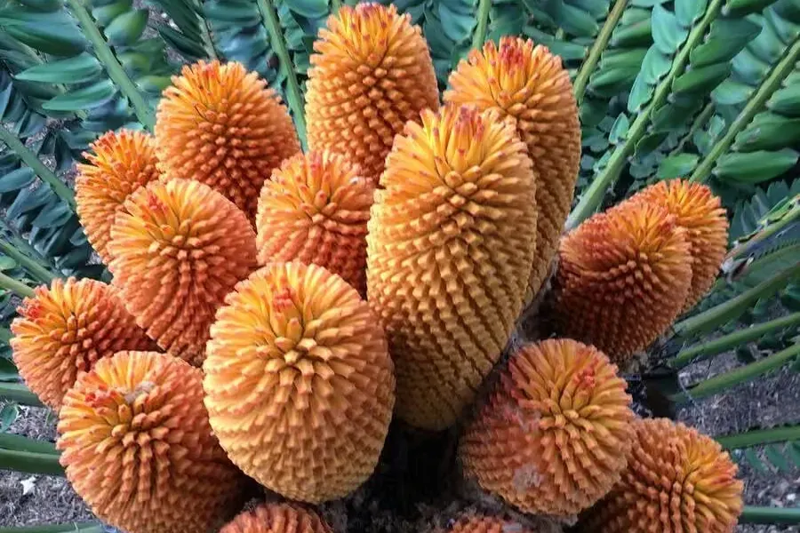 Wood's cycad at Kirstenbosch