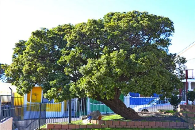 The Treaty Tree in Woodstock